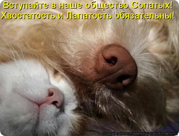 Котоматрица: Вступайте в наше общество Сопатых! Хвостатость и Лапатость обязательны!