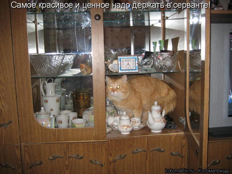 Котоматрица: Самое красивое и ценное надо держать в серванте!