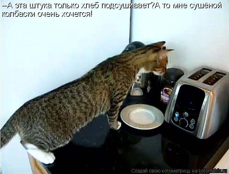 Котоматрица: --А эта штука только хлеб подсушивает?А то мне сушёной колбаски очень хочется!