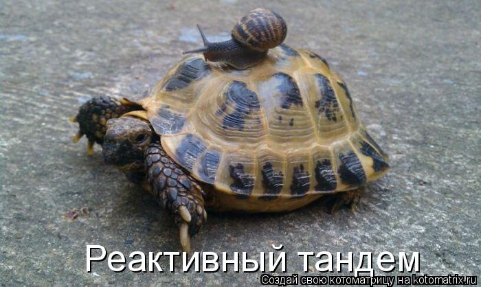Котоматрица: Реактивный тандем