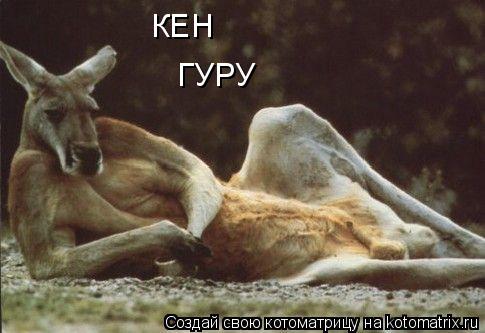 Котоматрица: КЕН ГУРУ