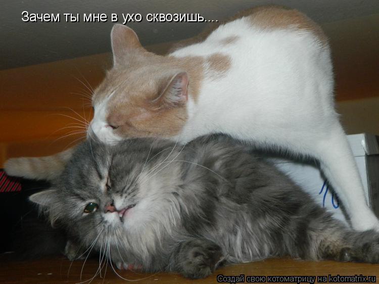 Котоматрица: Зачем ты мне в ухо сквозишь....