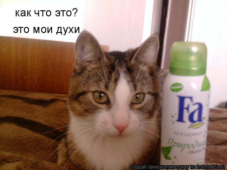 Котоматрица: как что это? это мои духи
