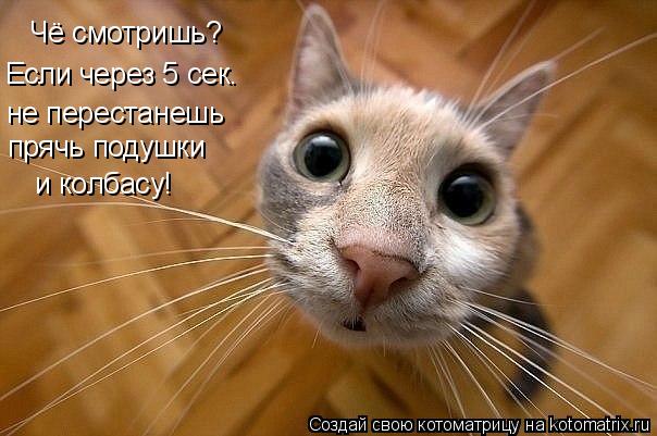 Котоматрица: Чё смотришь? Если через 5 сек. не перестанешь прячь подушки и колбасу!