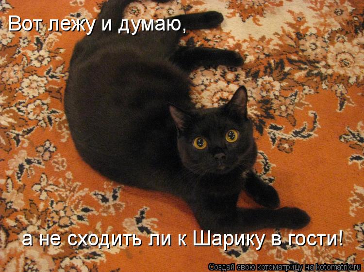 Котоматрица: Вот лежу и думаю,  а не сходить ли к Шарику в гости!