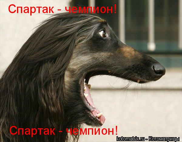 Котоматрица: Спартак - чемпион! Спартак - чемпион!