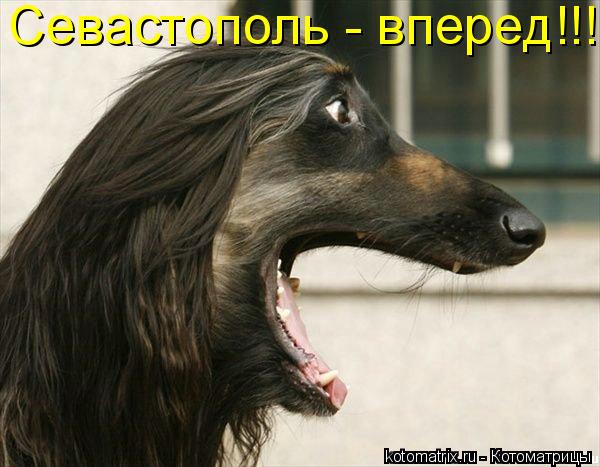 Котоматрица: Севастополь - вперед!!!