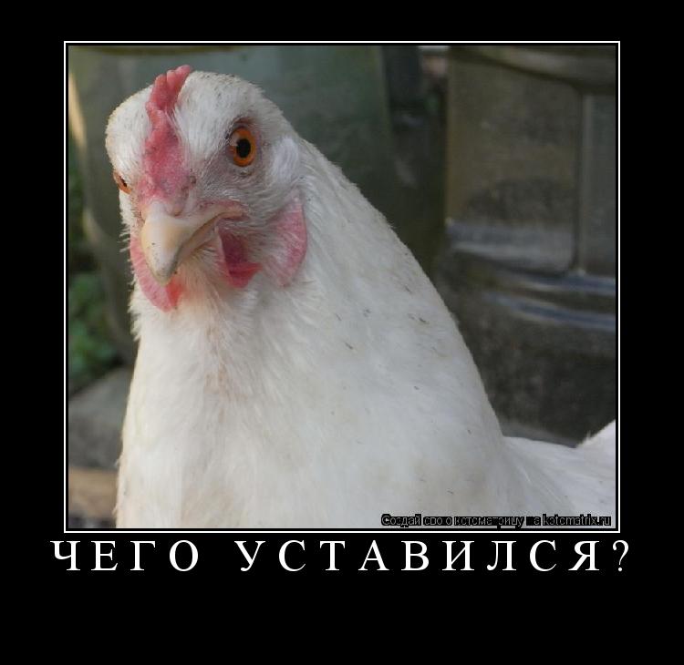Котоматрица: Чего уставился? 