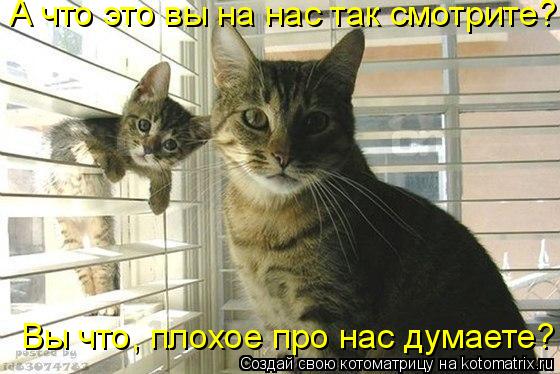 Котоматрица: А что это вы на нас так смотрите? Вы что, плохое про нас думаете?