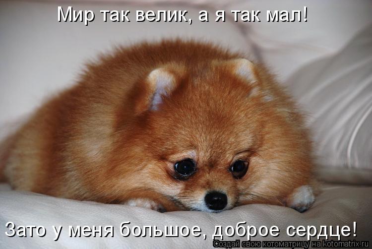 Котоматрица: Зато у меня большое, доброе сердце! Мир так велик, а я так мал!