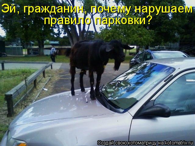 Котоматрица: Эй, гражданин, почему нарушаем  правило парковки?