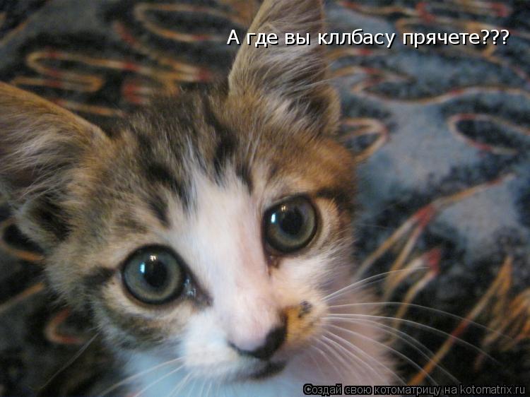 Котоматрица: А где вы кллбасу прячете???