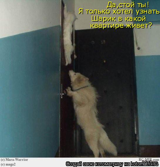 Котоматрица: Да,стой ты! Я только хотел узнать Шарик в какой  квартире живет?