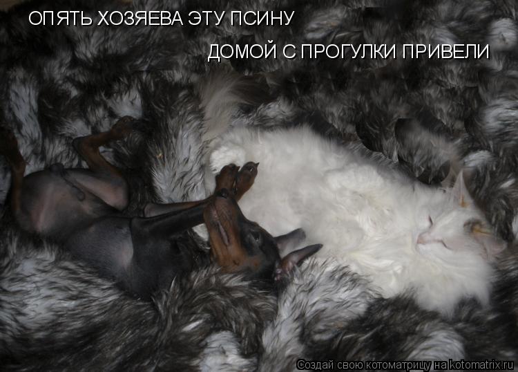 Котоматрица: ОПЯТЬ ХОЗЯЕВА ЭТУ ПСИНУ ДОМОЙ С ПРОГУЛКИ ПРИВЕЛИ