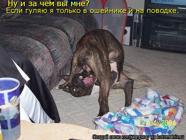 Котоматрица: Ну и за чем вы мне? Если гуляю я только в ошейнике и на поводке.