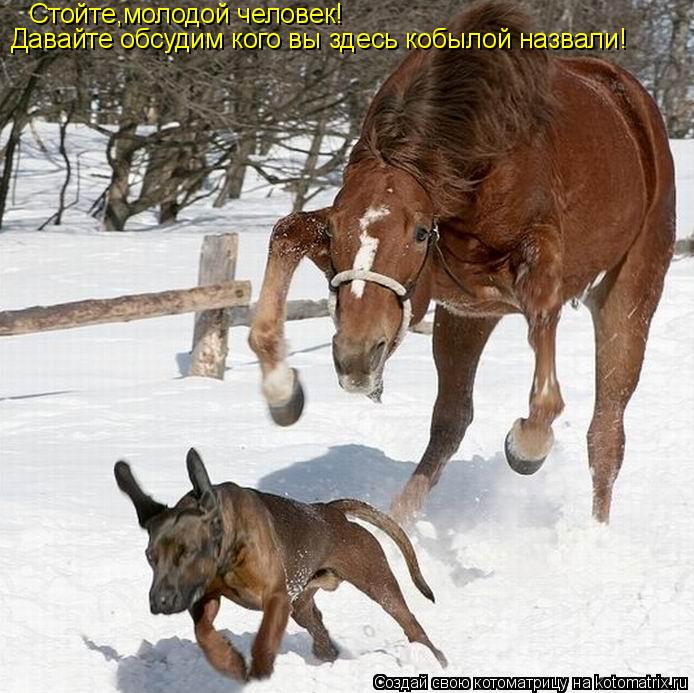 Котоматрица: Стойте,молодой человек! Давайте обсудим кого вы здесь кобылой назвали!
