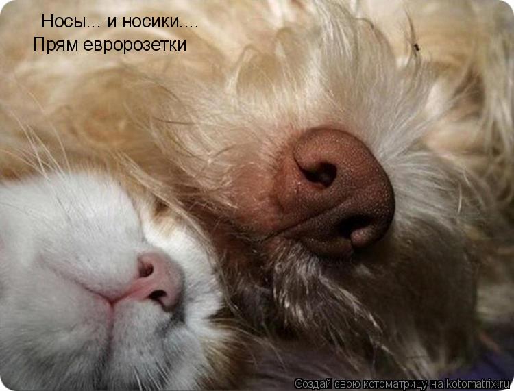 Котоматрица: Носы... и носики.... Прям евророзетки