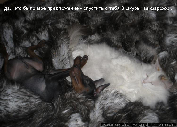 Котоматрица: да.. это было моё предложение - спустить с тебя 3 шкуры  за фарфор..