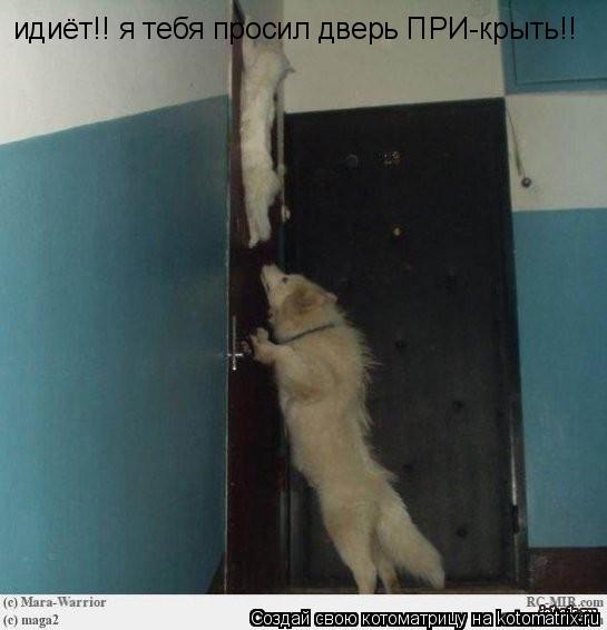 Котоматрица: идиёт!! я тебя просил дверь ПРИ-крыть!!