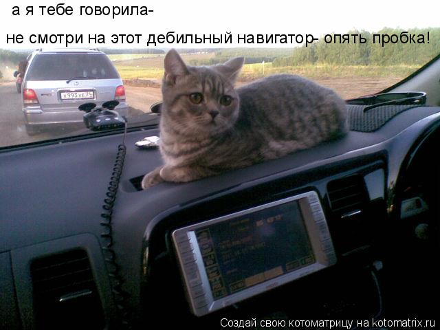 Котоматрица: а я тебе говорила-  не смотри на этот дебильный навигатор- опять пробка!