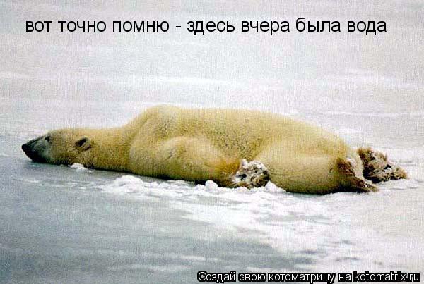 Котоматрица: вот точно помню - здесь вчера была вода