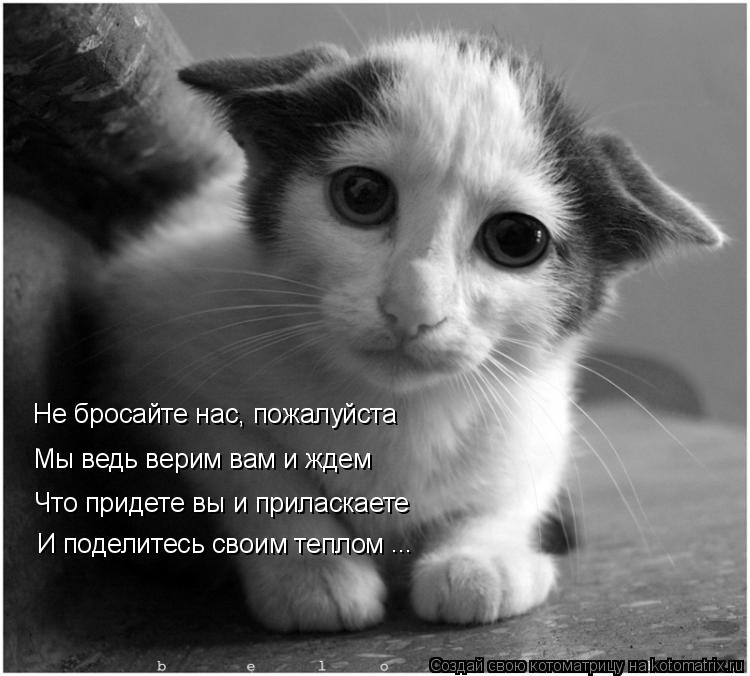 Котоматрица: Не бросайте нас, пожалуйста Мы ведь верим вам и ждем Что придете вы и приласкаете И поделитесь своим теплом ...