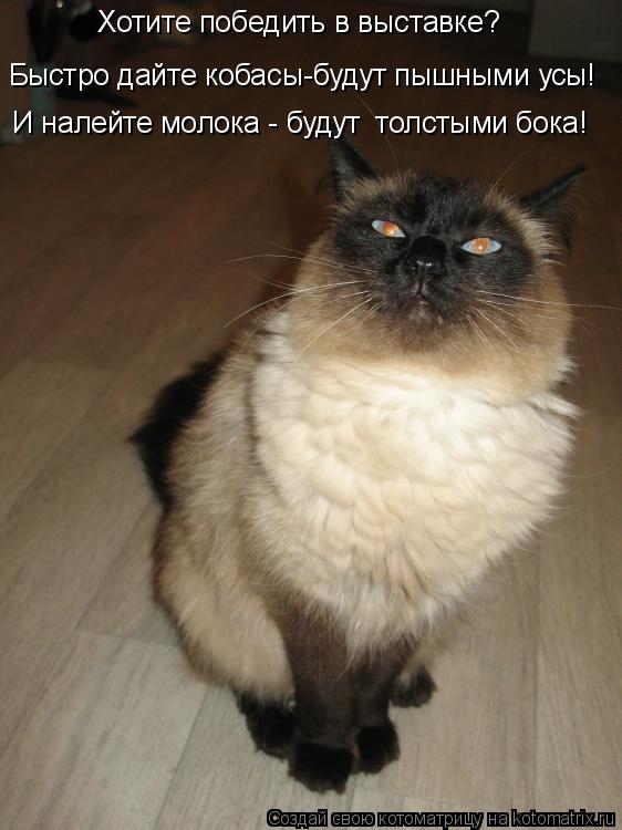 Котоматрица: Хотите победить в выставке?  Быстро дайте кобасы-будут пышными усы! И налейте молока - будут  толстыми бока!