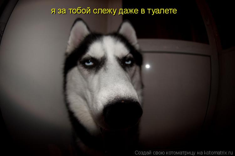 Котоматрица: я за тобой слежу даже в туалете