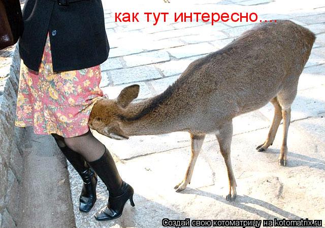 Котоматрица: как тут интересно....