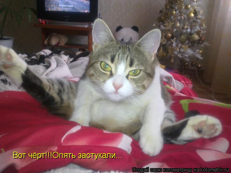 Котоматрица: Вот чёрт!!!Опять застукали...
