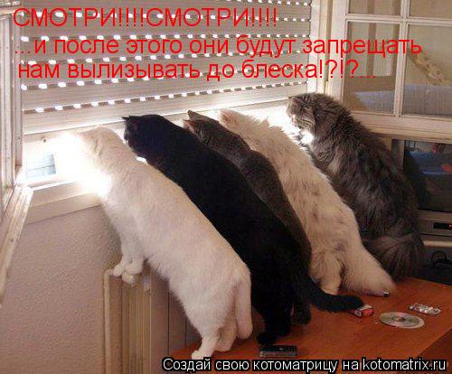 Котоматрица: СМОТРИ!!!!СМОТРИ!!!! ...и после этого они будут запрещать нам вылизывать до блеска!?!?...