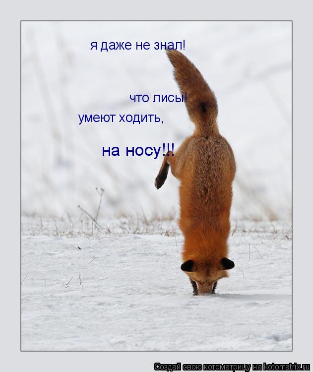 Котоматрица: я даже не знал! что лисы! умеют ходить, на носу!!!