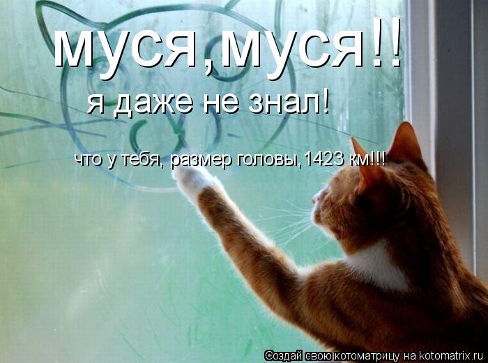 Котоматрица: муся,муся!! я даже не знал! что у тебя, размер головы,1423 км!!!