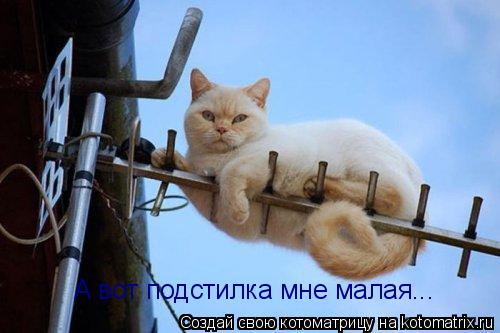 Котоматрица: А вот подстилка мне малая...