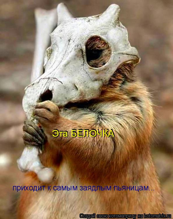 Котоматрица: Эта БЕЛОЧКА Эта БЕЛОЧКА приходит к самым заядлым пьяницам...