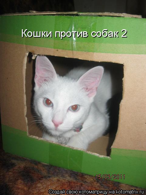Котоматрица: Кошки против собак 2