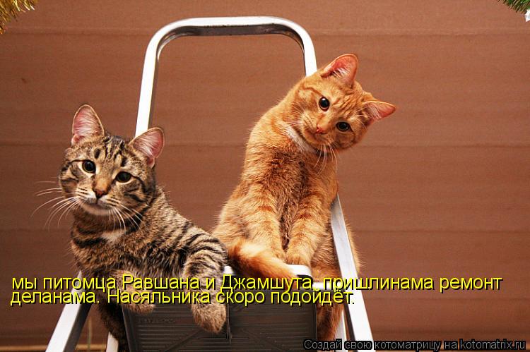 Котоматрица: мы питомца Равшана и Джамшута, пришлинама ремонт деланама. Насяльника скоро подойдёт.