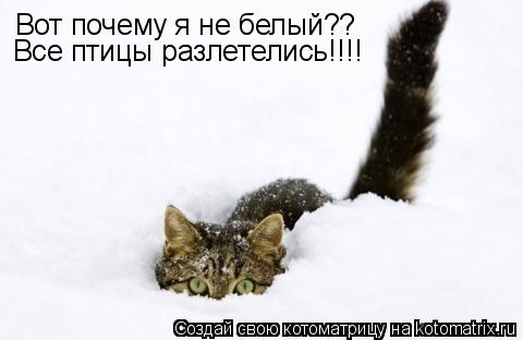 Котоматрица: Вот почему я не белый?? Все птицы разлетелись!!!!