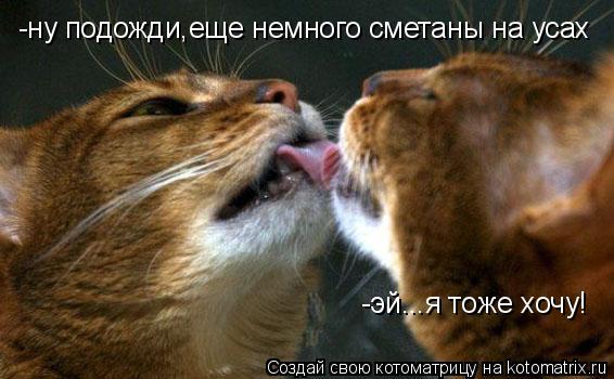Котоматрица: -ну подожди,еще немного сметаны на усах    -эй...я тоже хочу!
