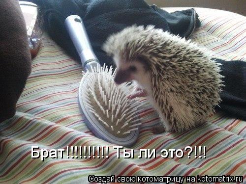 Котоматрица: Брат!!!!!!!!!! Ты ли это?!!!