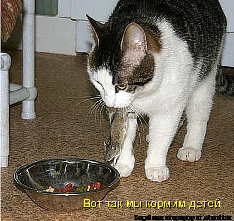 Котоматрица: Вот так мы кормим детей