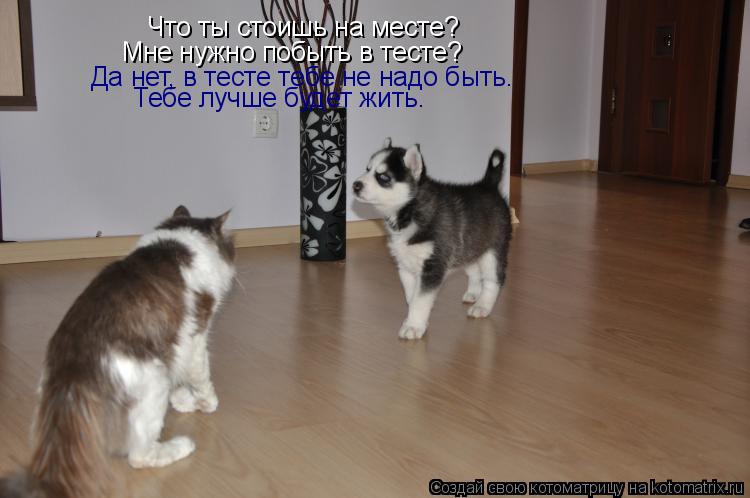 Котоматрица: Что ты стоишь на месте? Мне нужно побыть в тесте? Да нет, в тесте тебе не надо быть. Тебе лучше будет жить.