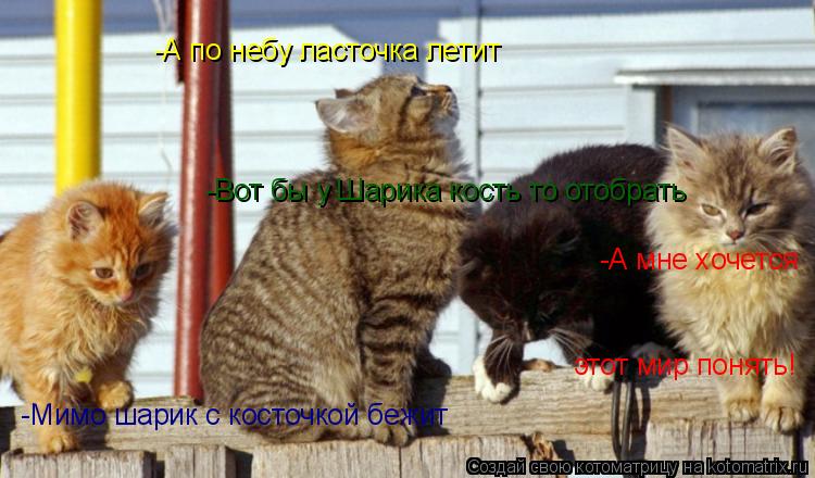 Котоматрица: -Мимо шарик с косточкой бежит -А по небу ласточка летит -Вот бы у Шарика кость то отобрать -А мне хочется этот мир понять!