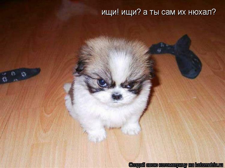 Котоматрица: ищи! ищи? а ты сам их нюхал?