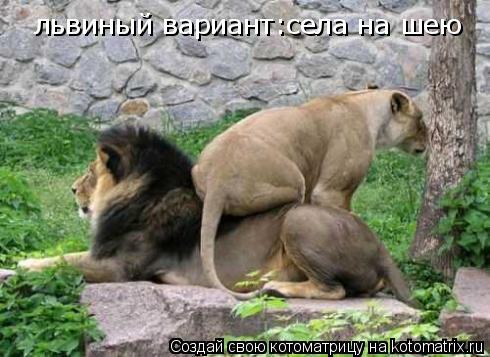Котоматрица: львиный вариант:села на шею