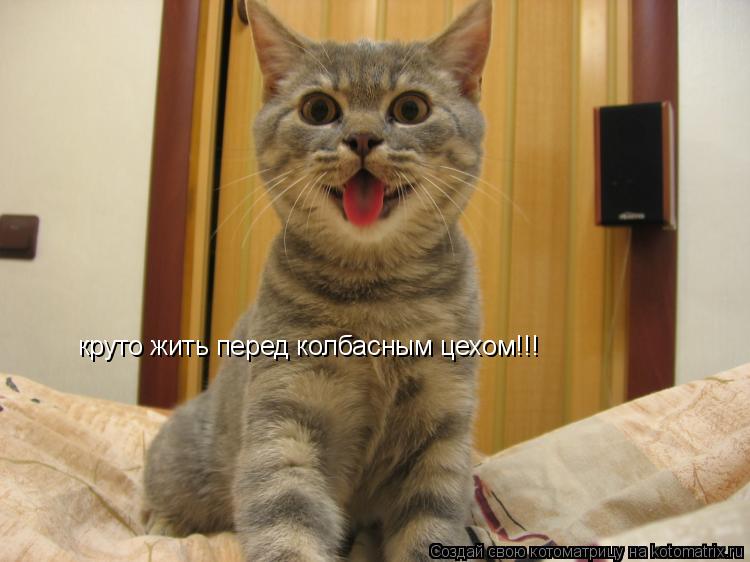Котоматрица: круто жить перед колбасным цехом!!!
