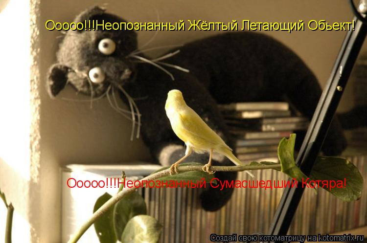 Котоматрица: Ооооо!!!Неопознанный Жёлтый Летающий Обьект! Ооооо!!!Неопознанный Сумасшедший Котяра!