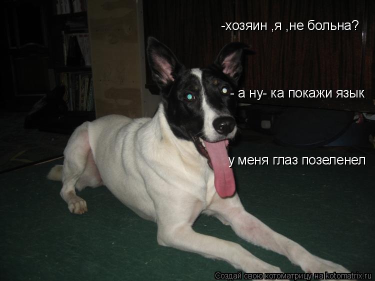 Котоматрица: -хозяин ,я ,не больна? - а ну- ка покажи язык у меня глаз позеленел
