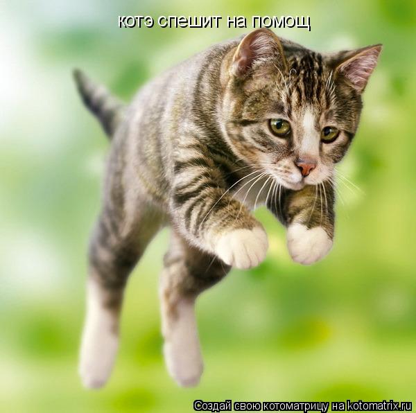 Котоматрица: котэ спешит на помощ