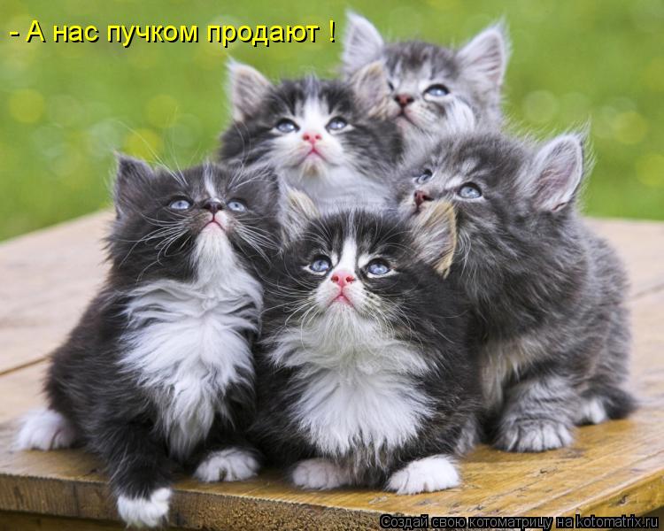 Котоматрица: - А нас пучком продают !